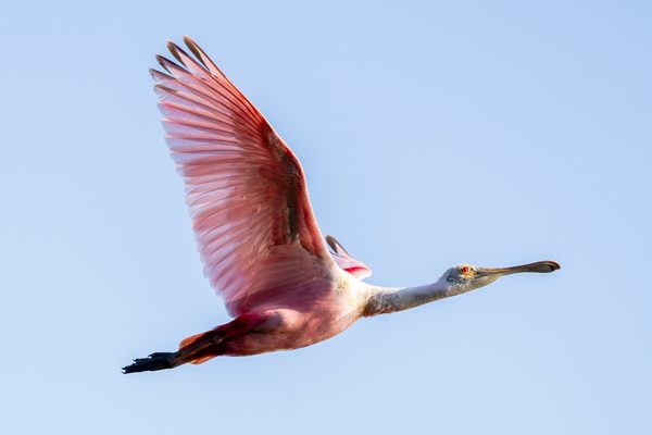 Roseate Spoonbill