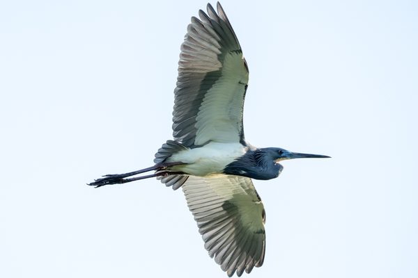 Little Blue Heron