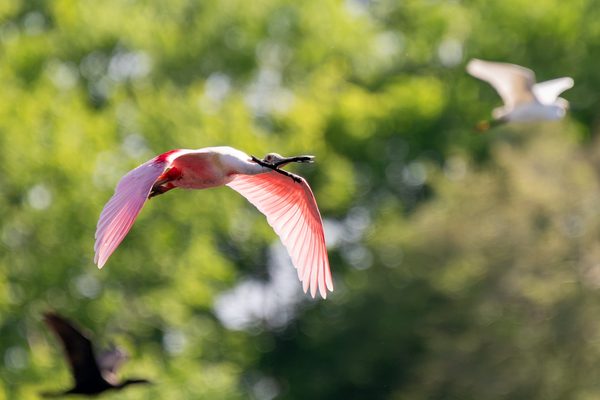 Roseate Spoonbill
