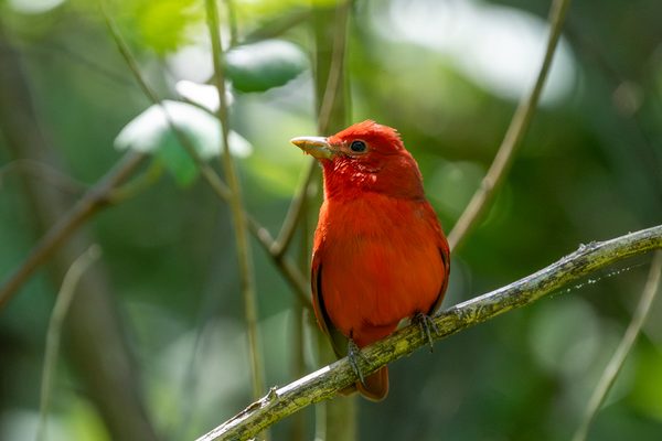 Summer Tanager