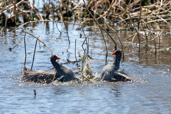 Common Gallinule