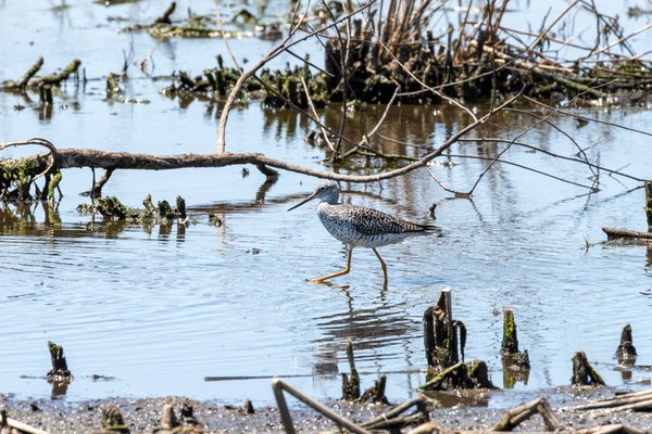 Lesser Yellowlegs 
