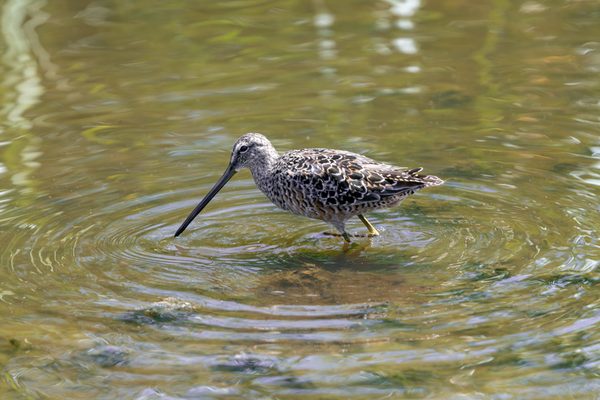 Long-billed Dowitcher