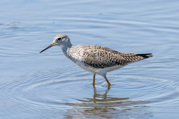Lesser Yellowlegs 