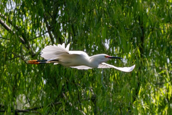 Snowy Egret