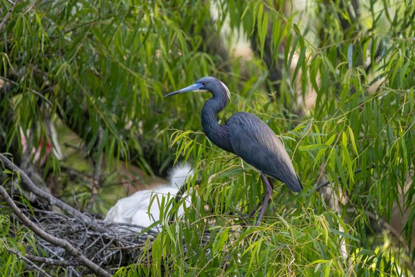 Little Blue Heron