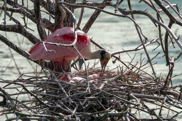 Roseate Spoonbills