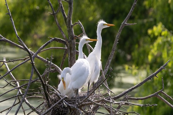 Great Egrets