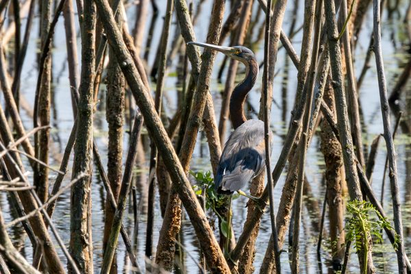 Tricolored Heron