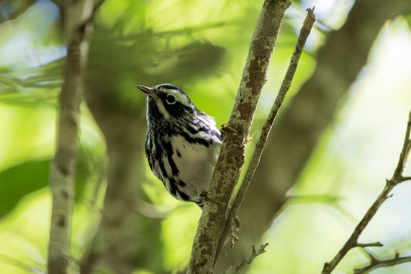 Black-and-white Warbler 