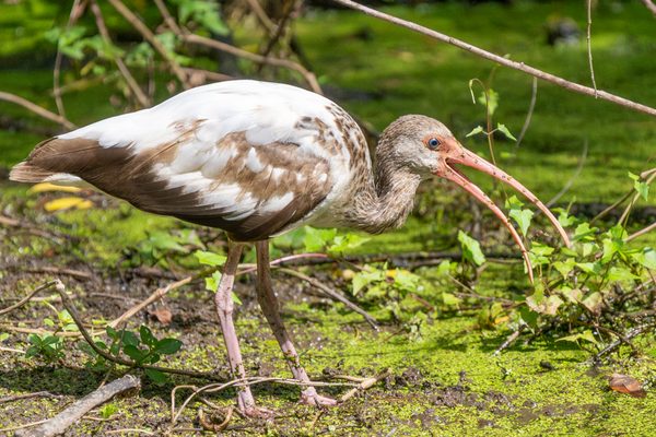 White Ibis