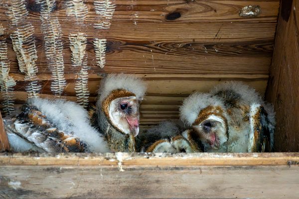 Barn Owls