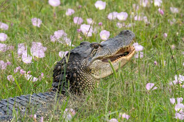 American Alligator