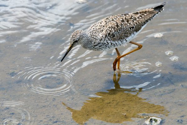 Lesser Yellowlegs