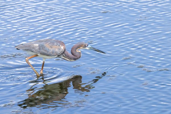 Tricolored Heron