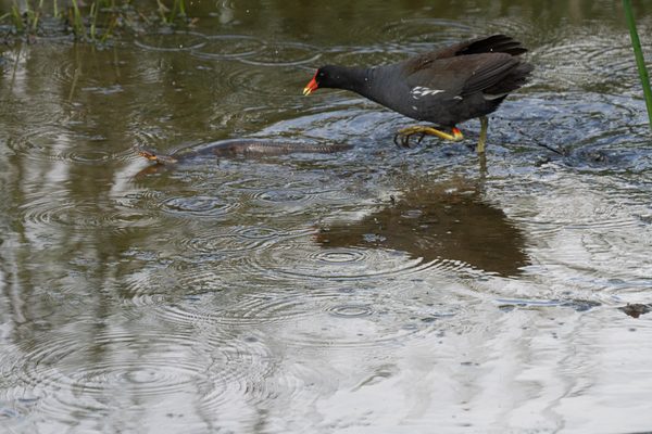 Common Gallinule