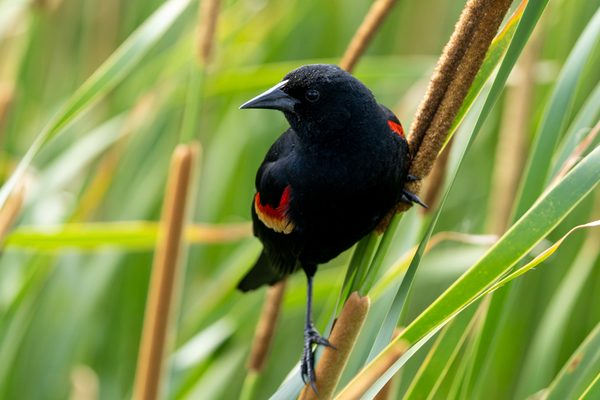 Red-winged Blackbird