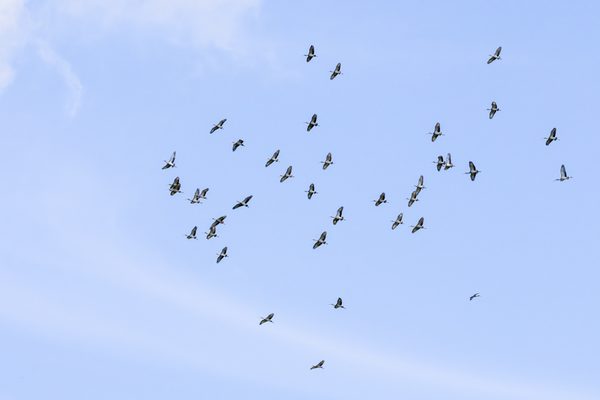 American White Ibis