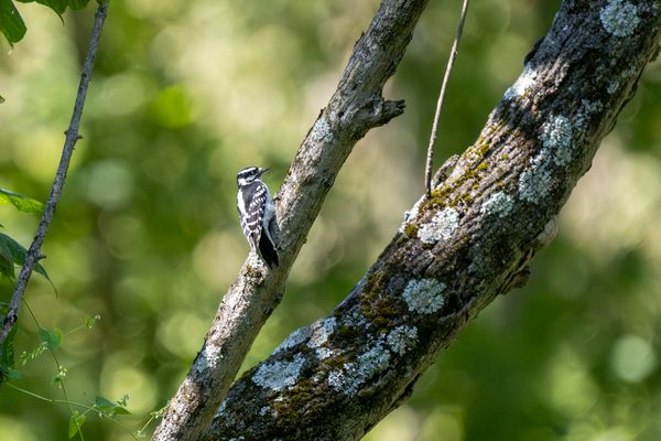 Downy Woodpecker