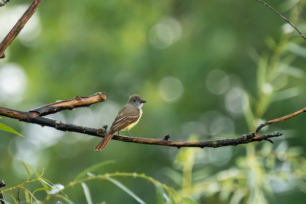 Great Crested Flycatcher