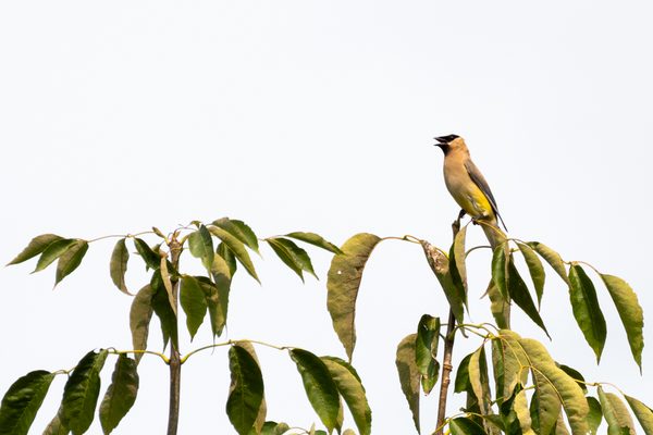 Cedar Waxwing