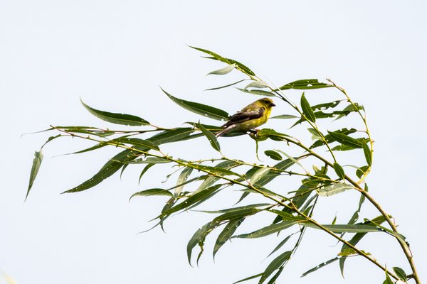 American Goldfinch