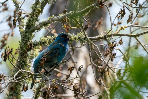 Indigo Bunting