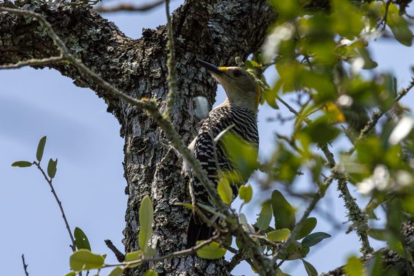 Golden-fronted Woodpecker