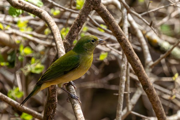 Painted Bunting