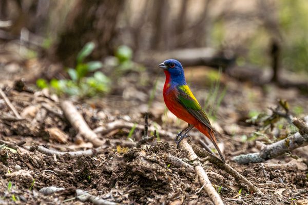 Painted Bunting
