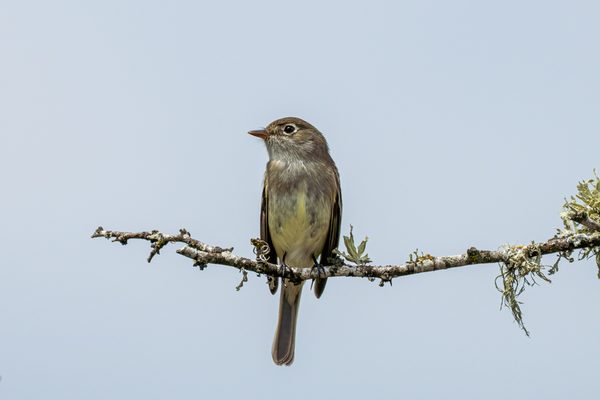 Least Flycatcher