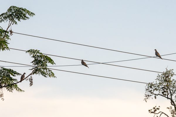 White-winged Doves