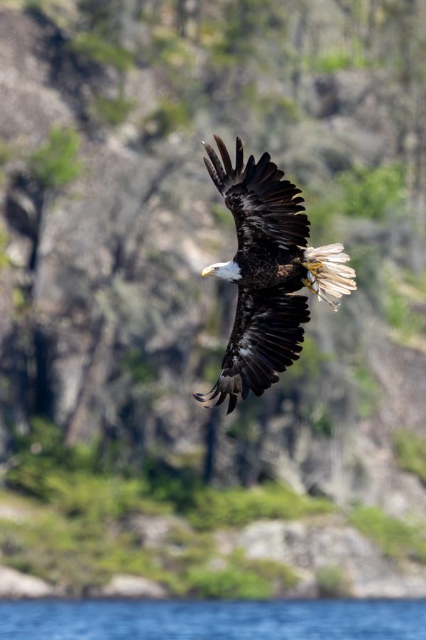 Bald Eagle