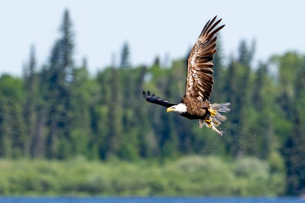 Bald Eagle