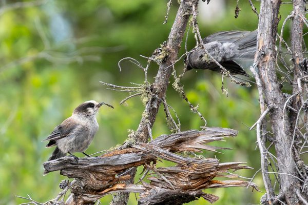 Canada Jay