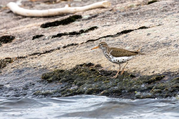 Spotted Sandpiper