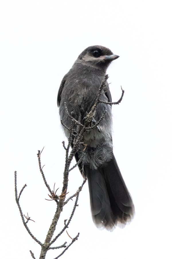 Canada Jay