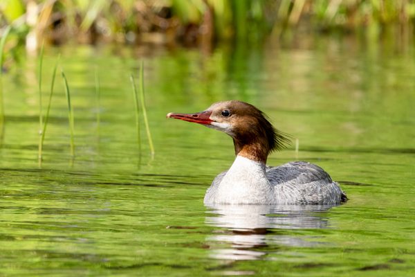 Common Merganser
