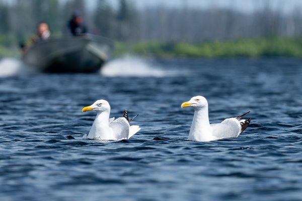 American Herring Gull