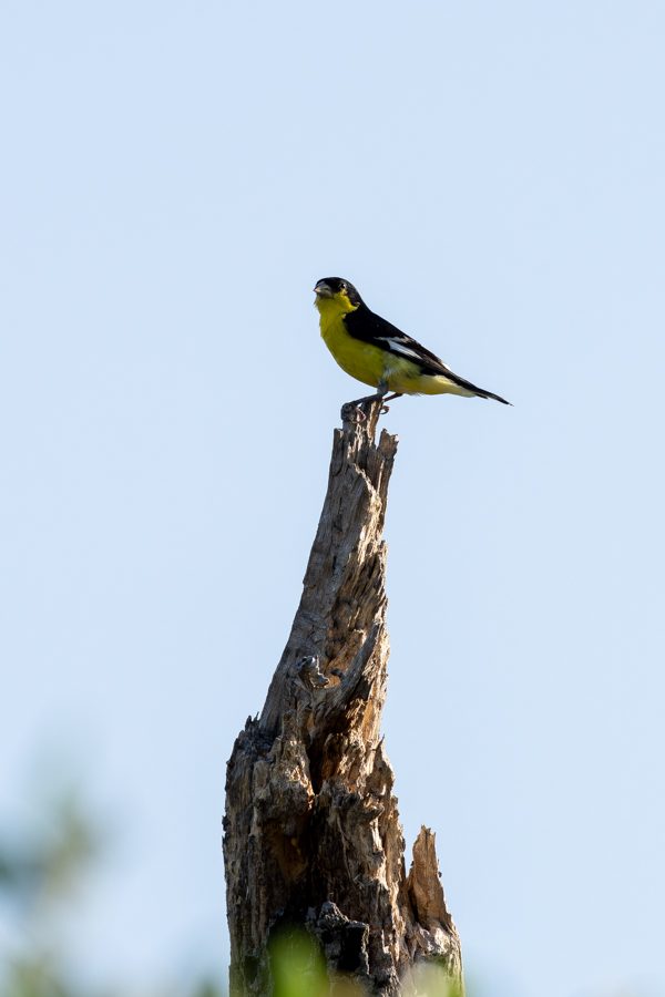 Lesser Goldfinch 