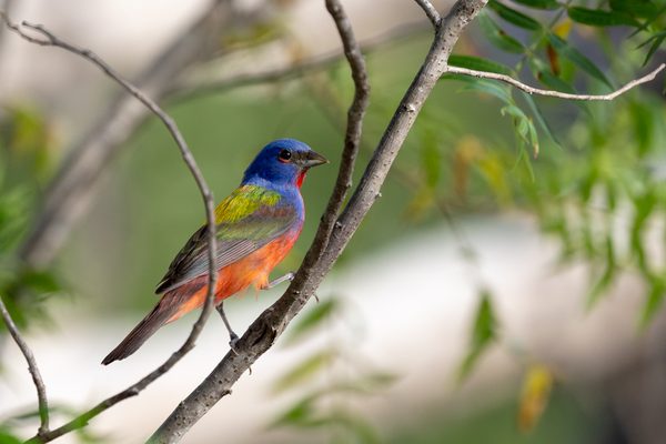 Painted Bunting