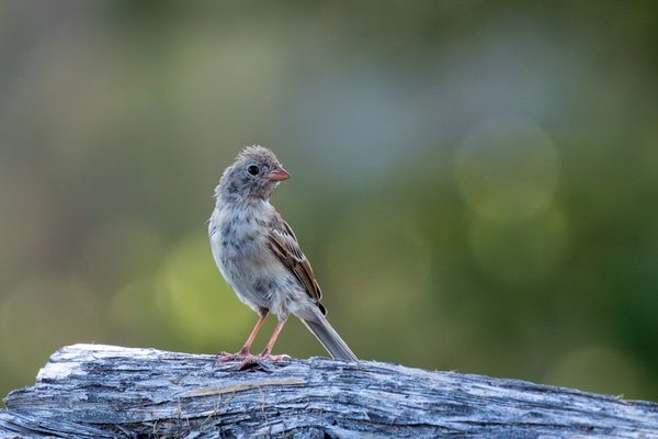 Field Sparrow