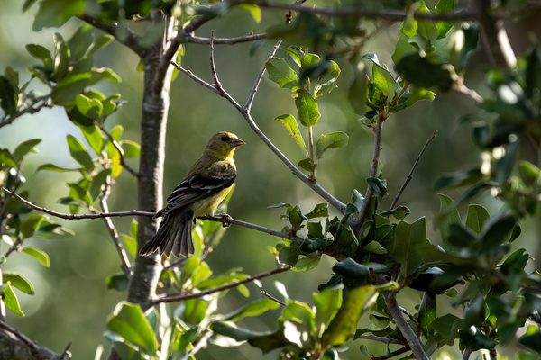 Lesser Goldfinch 